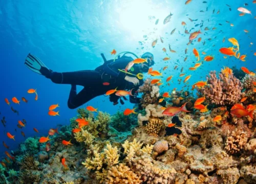 Tauchen auf der Insel Giftun in Hurghada: Ein Paradies für Tauchliebhaber