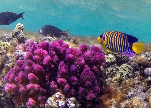 Marsa Mubarak Bay – Korallenriff, Schildkröten und Dugongs