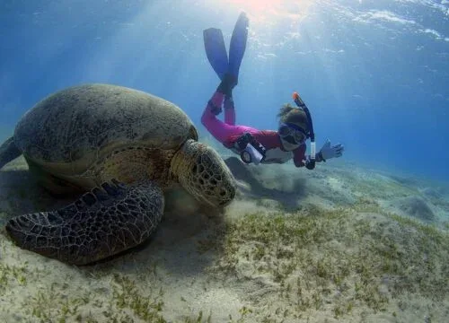 Marsa Mubarak Bay – Korallenriff, Schildkröten und Dugongs