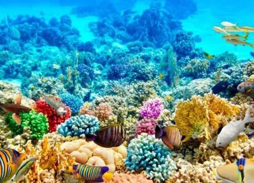 Marsa Mubarak Bay – Korallenriff, Schildkröten und Dugongs