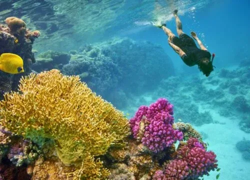 Marsa Mubarak Bay – Korallenriff, Schildkröten und Dugongs