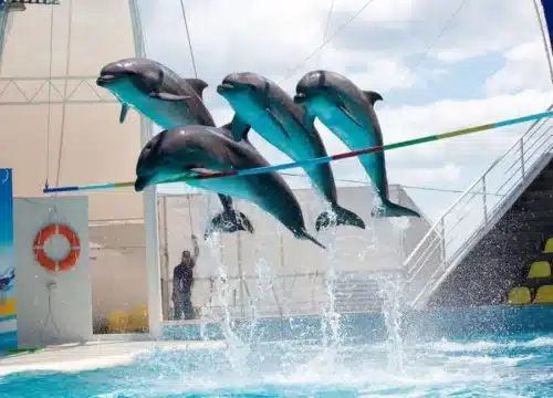 Show im Dolphin World mit zusätzlicher Fotosession zum Schwimmen