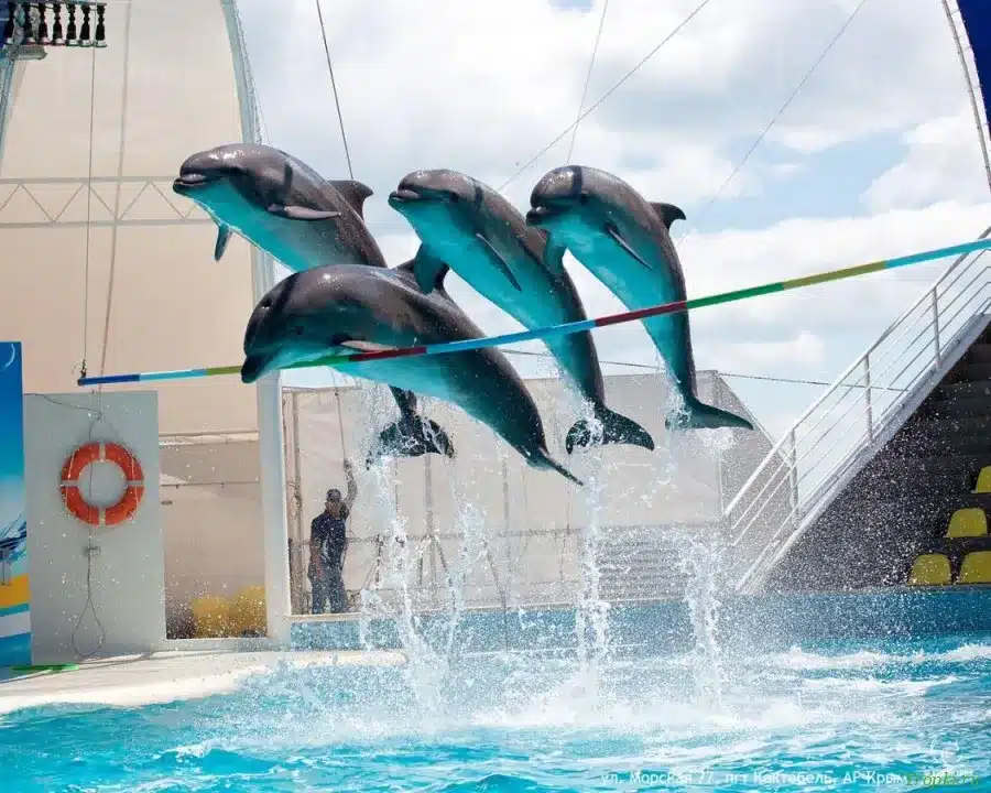 Show im Dolphin World mit zusätzlicher Fotosession zum Schwimmen