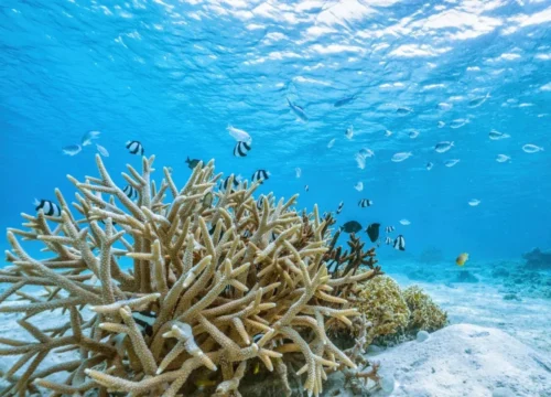 Magische Erlebnisse am Roten Meer: Ein Paradies für Naturliebhaber und warum wir es schützen müssen