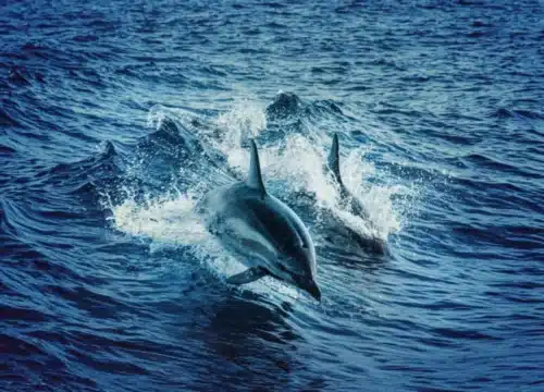 Delfinbeobachtungstouren – Ein unvergessliches Erlebnis auf dem Roten Meer
