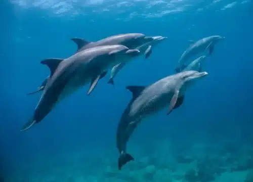 Delfinbeobachtung auf dem Roten Meer – Ihr kompletter Guide