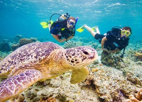 Delfine, Schildkröten und bunte Fische – Meeresleben in Ägypten