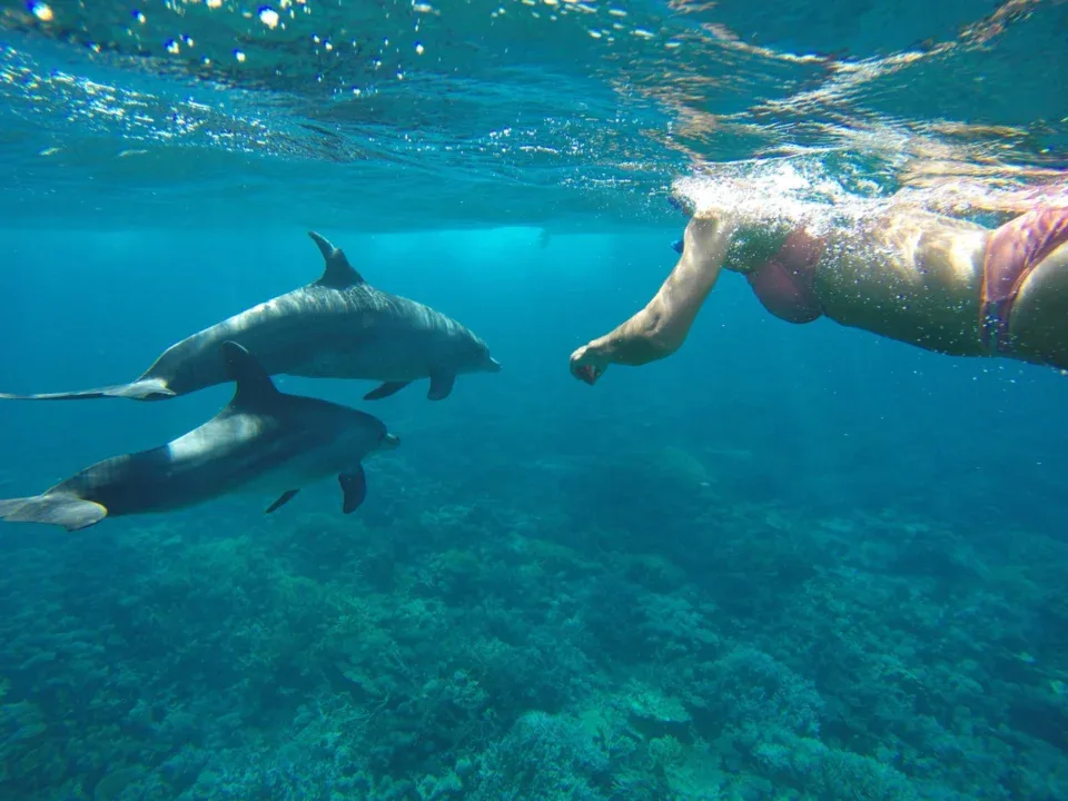 Delfin beobachtung und Schnorcheln