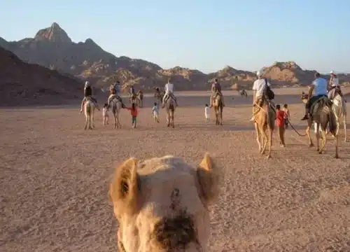 Super Safari