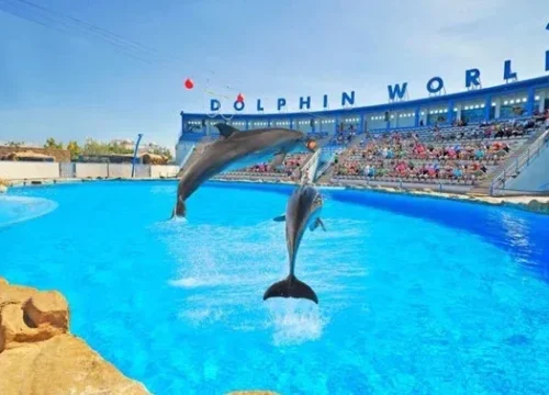 Spielen mit Delfinen in Hurghada: Ein unvergessliches Erlebnis mit Ramatouristic