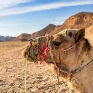 Sunset Car Buggy Tours Marsa Alam