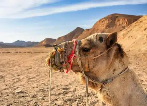 Sunset Car Buggy Tours Marsa Alam