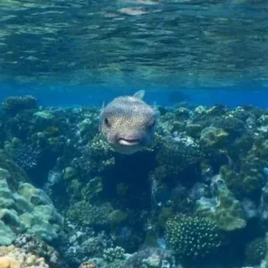 Insel Qulaan Hamata