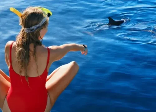 Ocean Diva Katamaran El Gouna (Delfinhaus)