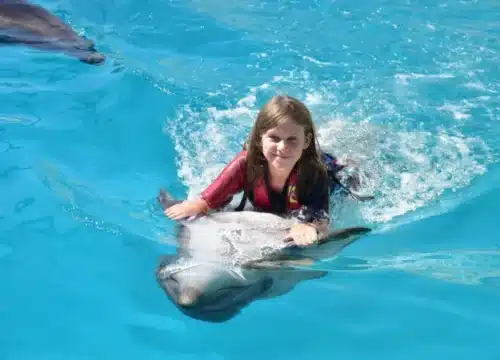 Show im Dolphin World mit zusätzlicher Fotosession zum Schwimmen