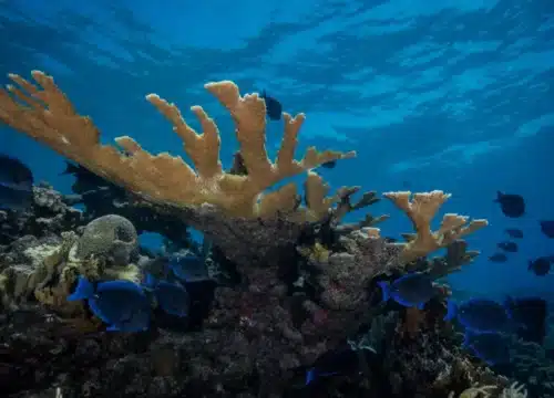 Nachhaltigkeit im Meerestourismus – Verantwortung für unsere Ozeane und kommende Generationen