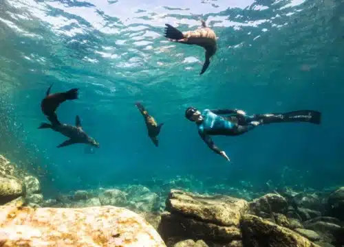 Giftun & Orange Bay – Das ultimative Schnorchelabenteuer in Hurghada: Meereswelt, Ablauf, Pick-up-Infos und unvergessliche Highlights