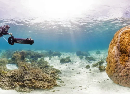 Die besten Korallenriffe in Hurghada & Marsa Alam – Farben des Lebens unter dem Roten Meer