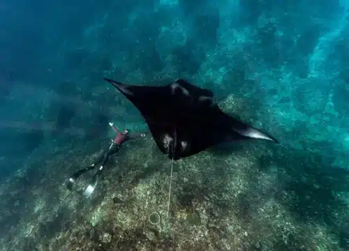 🌴 Die schönsten Inseln vor Hurghada – Giftun, Utopia und mehr