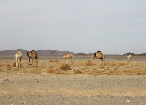🏜️ Wadi El Gemal Nationalpark Tour – Natur, Geschichte und Abenteuer in Ägyptens Wüste