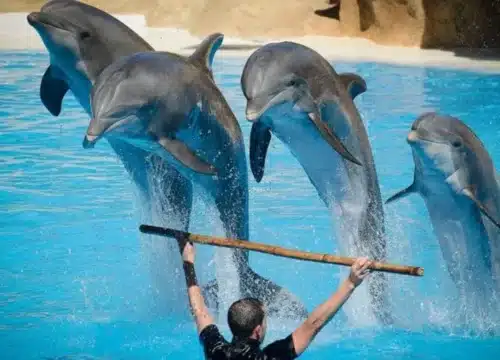 Delfinbeobachtungstouren in Hurghada – Ein unvergessliches Erlebnis zwischen Freiheit, Natur und Meer