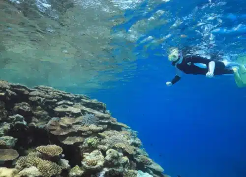 Schnorcheln im Roten Meer: Die besten Spots für Anfänger und Fortgeschrittene