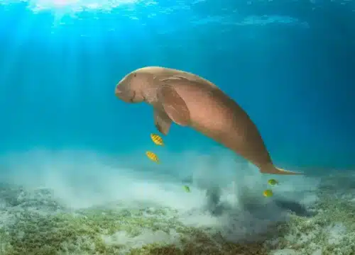 Magische Tierbegegnungen im Roten Meer: Dugongs, Schildkröten und seltene Fische