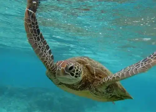 Die faszinierendsten Tiere des Roten Meeres – Delfine, Schildkröten, Rochen und die einzigartige Welt der Korallenriffe