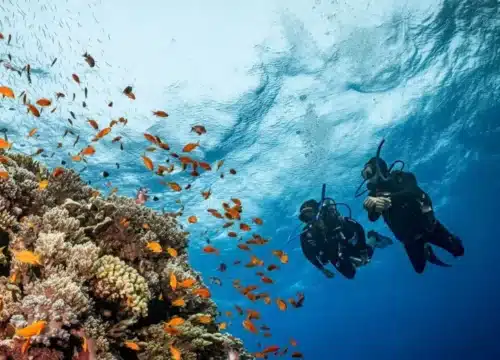 Schnorcheln im Roten Meer – Der komplette Guide für unvergessliche Unterwasserabenteuer